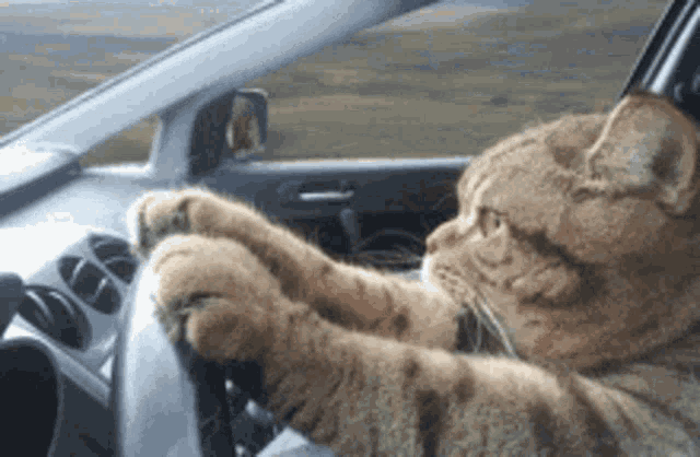 kitty, cat, driving, car, cute
