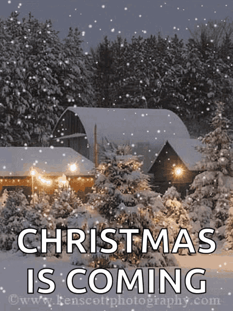 christmas, tree, snowy, snow, Holidays