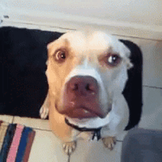 no, Not In My House, dog, Shake Head, nope