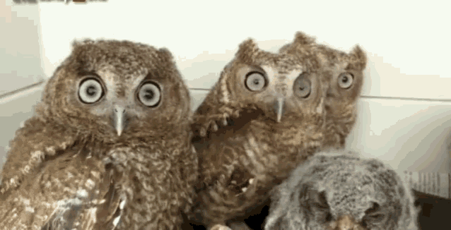 Owl Imup Gif Tenor Gif Keyboard Bring Personality To Your