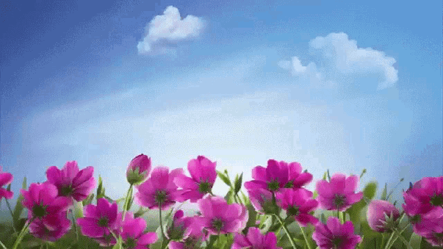 flowers, garden, Sky