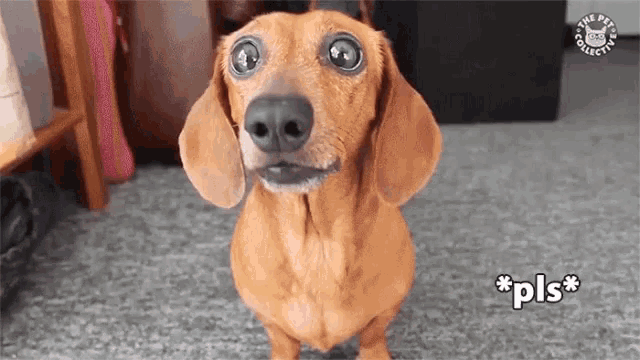pls, Give Me, begging, I Want, I Need, gimme, Can I Has, dachshund, puppy, dog, The Pet Collective