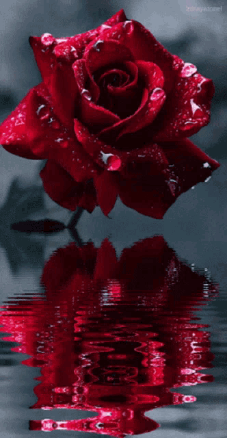 Red Rose, rose, For You, love, water, reflection, Water Reflection, sparkles, glittery