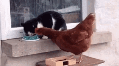 tenor.gif?itemid=9580183