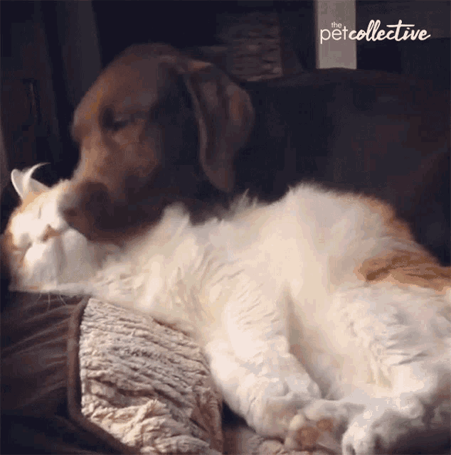 lick, kiss, smooch, affection, dog, cat, cute, The Pet Collective
