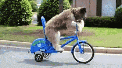 Dog on a bike bike, dog, pedal, silly, balance