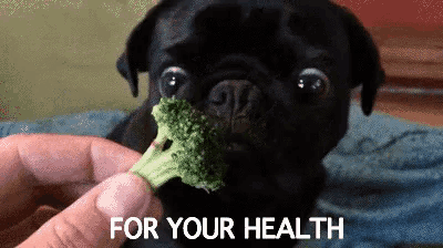 for your health health, For Your Health, To Your Health, broccoli, pug, vegetables