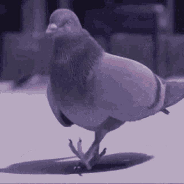 pigeon, cool, walk