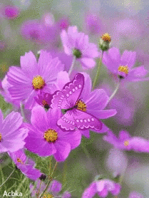 flower, Purple Flowers, butterfly, garden, beauty