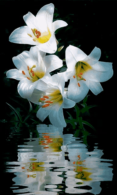 White Lily In Water