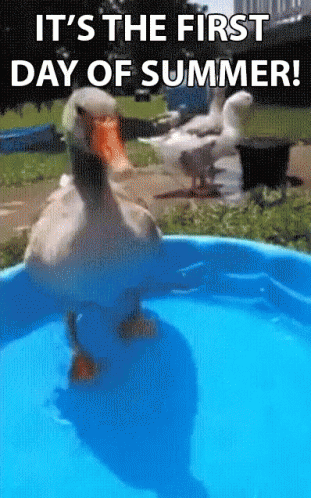 First Day Of Summer Summer Solstice, Happy Summer, First Day Of Summer, Summer Vacation, Solstice, Longest Day Of The Year, Summertime, Goose, Splash, Kiddie Pool, Excited, Pool, Swimming