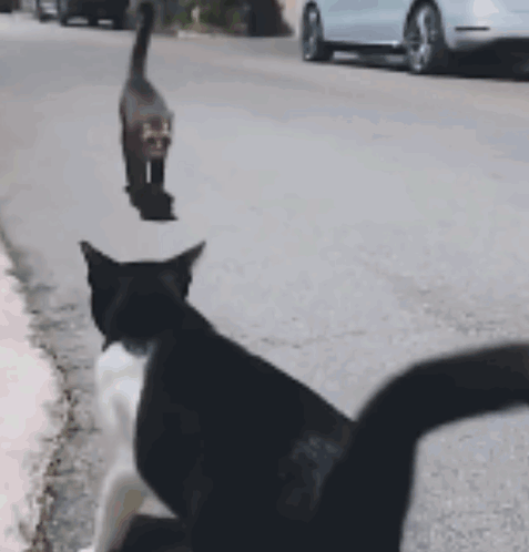 cat meme, cat, cats, cats love, cats kissing, cat hug, love, cat love, heart, hearts, outside, love you, be safe, love u, love and miss you, love and hugs, love and kiss, hug, kisses, cat gif, wendivox, tail, tails