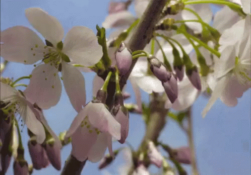 Flower, Bloom, Blossom, Spring Time, Flowers Blooming
