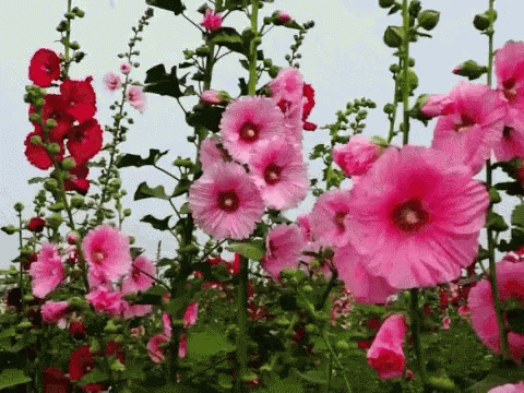 spring, flowers